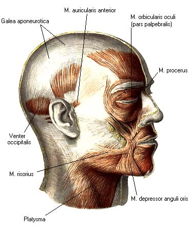 Myshcy Okruzhnosti Rta Mimicheskie Myshcy Myshcy I Fascii Golovy