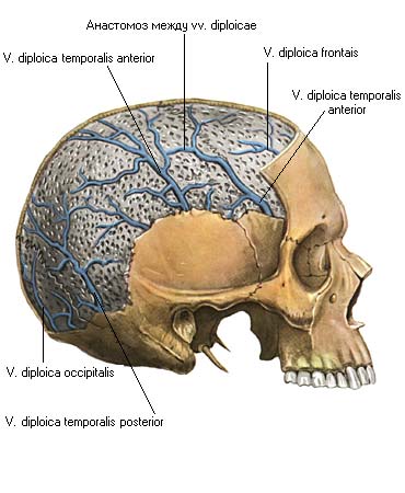 Венозный в черепе. Лобная диплоическая Вена. Диплоические вены черепа. Диплоические вены костей свода черепа. Диплоические вены анатомия.