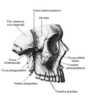 Височная ямка. Fossa infratemporalis стенки. Височная и подвисочная ямка. Подвисочная ямка черепа. Крылонебная ямка на черепе.