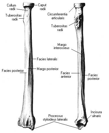 Плечевая и локтевая кость. Плечевая кость и кости предплечья. Плечевая лучевая локтевая кость. Локтевая и лучевая кость на латинском. Лучевая кость анатомия латынь.