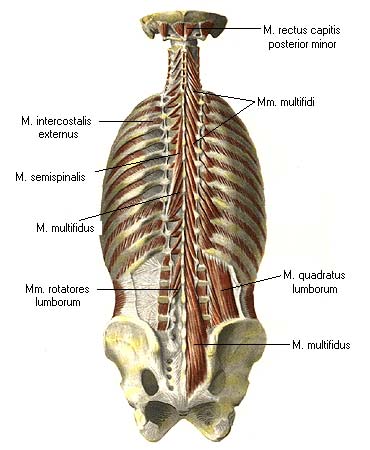 Musculi Intertransversarii mediales Lumborum