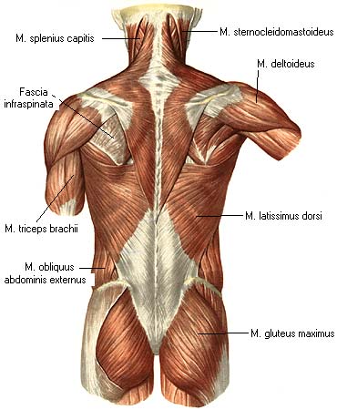 иллюстрация к разделу: Фасции спины