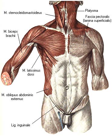 иллюстрация к разделу: Фасции груди