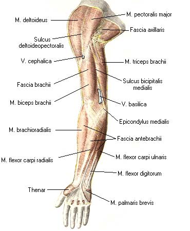 Предплечье где находится. Фасции пояса верхней конечности. Средняя часть предплечья. Нижняя часть предплечья. Средняя треть правого предплечья.