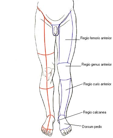 иллюстрация к разделу: Области нижней конечности