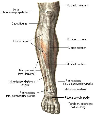 иллюстрация к разделу: Фасции стопы