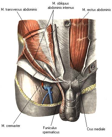 Пахово бедренная связка. Семенной канатик анатомия. Паховый канатик анатомия. Паховый канал фасции живота. Паховые сухожилия анатомия.