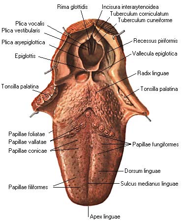 иллюстрация к разделу: Слизистая оболочка языка