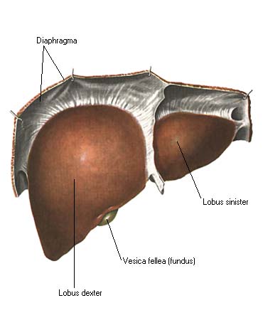 Ультразвуковая анатомия нормальной печени