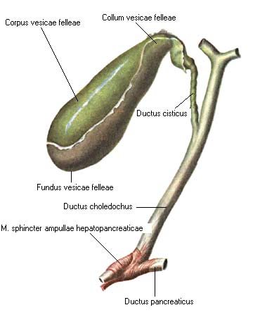 иллюстрация к разделу: Желчные протоки