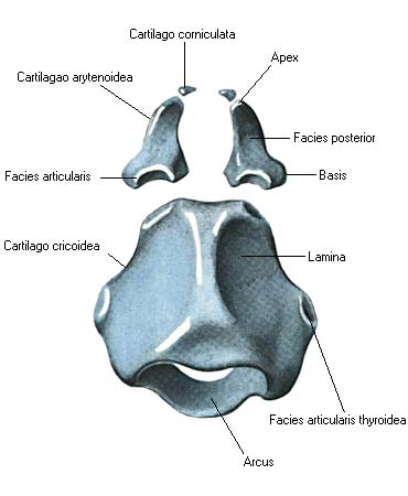 иллюстрация к разделу: Хрящи гортани