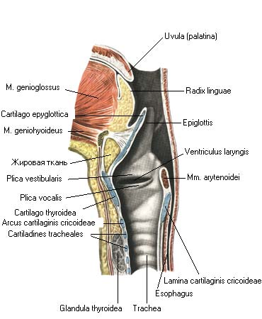 иллюстрация к разделу: Полость гортани