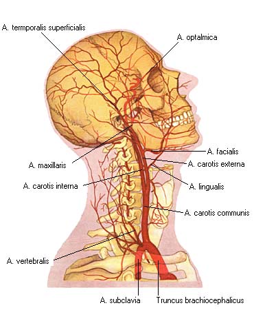 Сонная артерия на шее: с какой стороны расположена?
