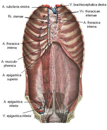 иллюстрация к разделу: Плечеголовные вены