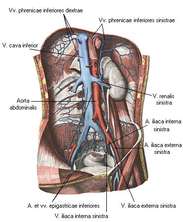 иллюстрация к разделу: Нижняя полая вена