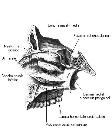 Concha латынь. Meatus Nasalis. Concha Nasalis Superior решетчатая кость. Concha Nasalis Superior на решетчатой кости. Носовая полость Concha Nasalis Superior.