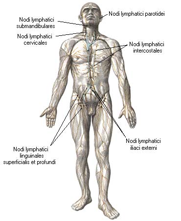 иллюстрация к разделу: Лимфатические сосуды и узлы нижней конечности
