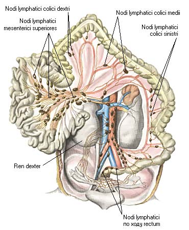 иллюстрация к разделу: Лимфатические сосуды почек и надпочечников