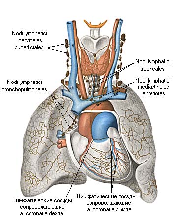 иллюстрация к разделу: Лимфатические сосуды легких