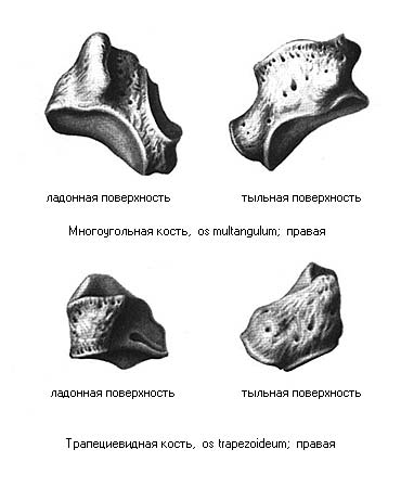 Трехгранная кость. Головчатая кость анатомия. Головчатая кость кость анатомия. Анатомия крючковидной кости. Трапециевидная кость запястья.