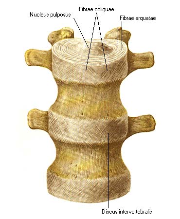 иллюстрация к разделу: Межпозвоночные диски