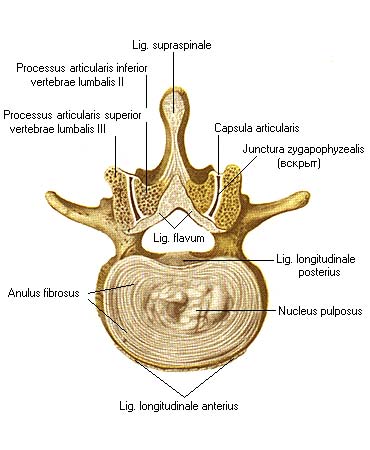 иллюстрация к разделу: Короткие связки позвоночного столба